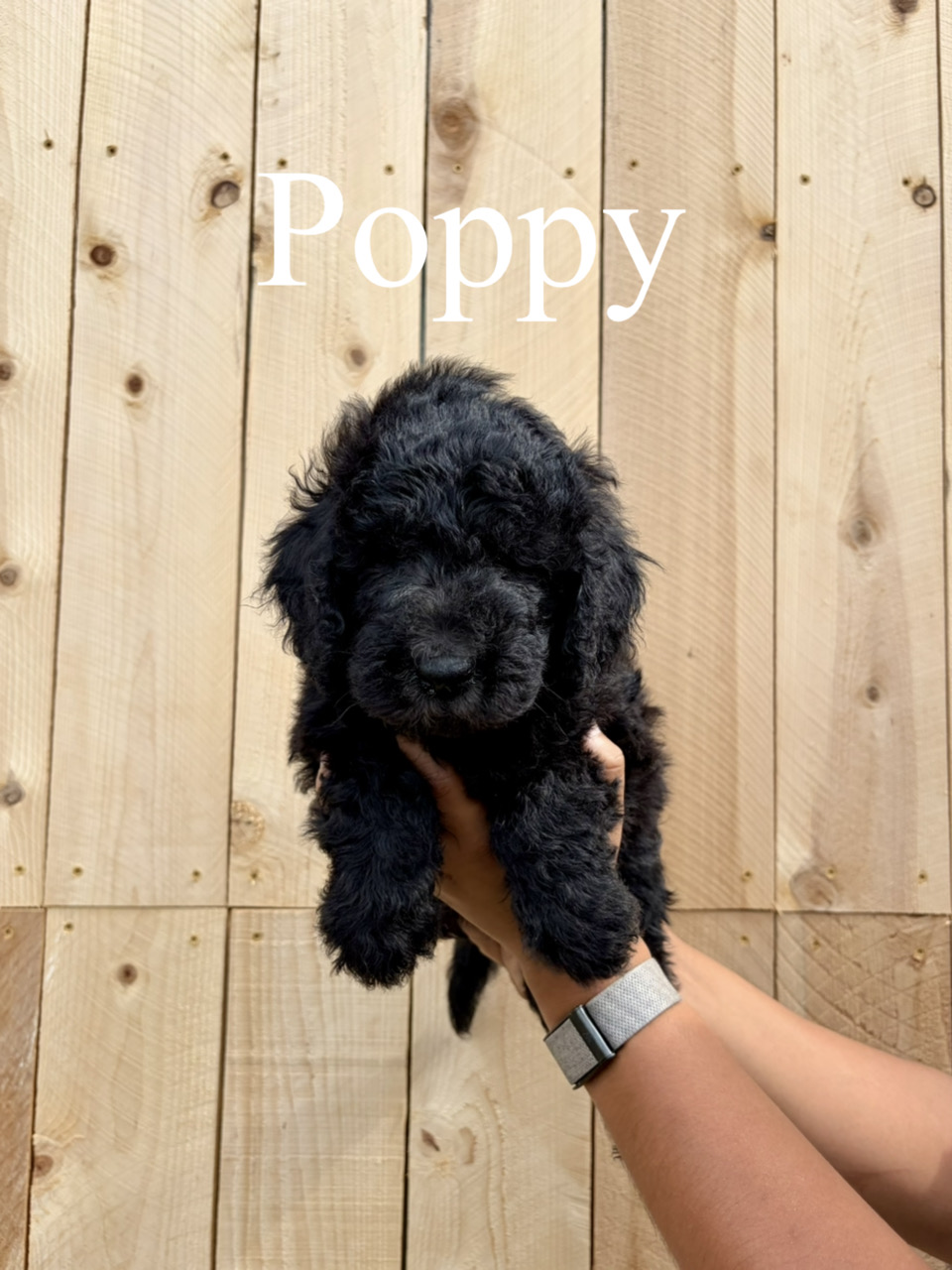 Poppy  1